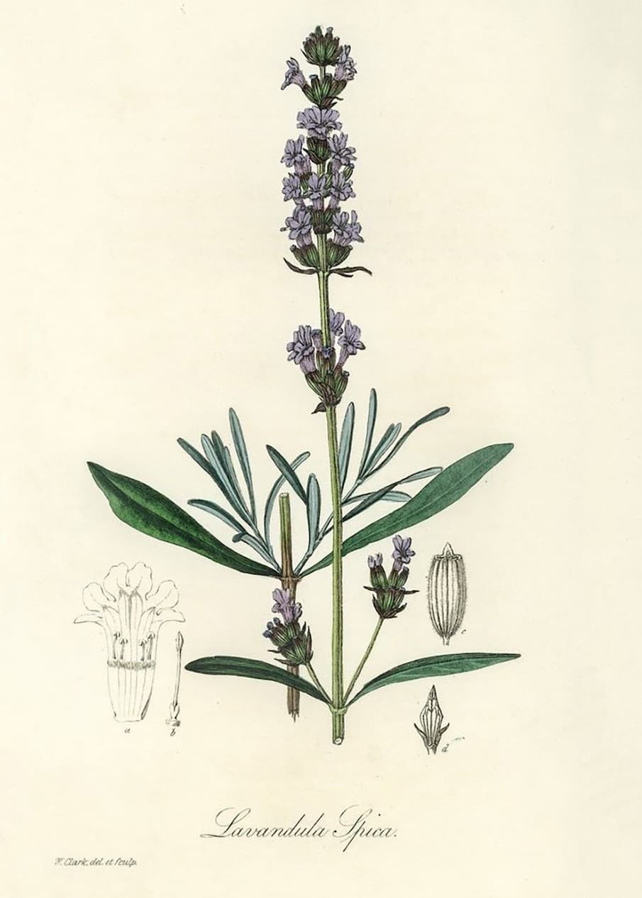 History of Natural Care: The Timeless Use of Lavender